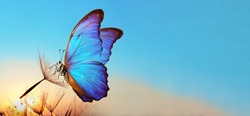 Natural pastel background. Morpho butterfly and dandelion. Seeds of a dandelion flower in drops of water on a background of sunrise. Copy spaces.                          