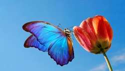 bright colorful blue morpho butterfly on a tulip flower against the blue sky.