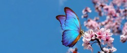blossoming sakura. branch of blossoming sakura and bright blue morpho butterfly against blue sky. copy space	