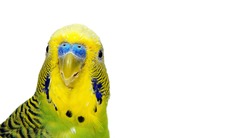 budgerigars isolated on white background. wavy parrot close up.	