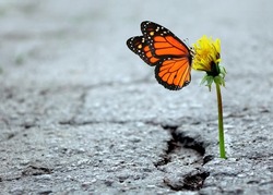 the triumph of life. dandelion in the crack of asphalt. colorful monarch butterfly on dandelion flower. selective focus. copy space