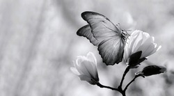 branches of blooming white magnolia and tropical morpho butterfly black and white