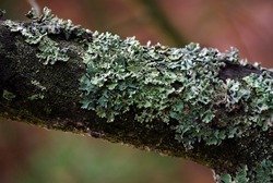 Common blue lichen. blue lichen on a oak branch in the forest. 