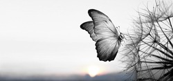 Natural black and white background. Morpho butterfly and dandelion. Seeds of a dandelion flower in droplets of dew on a background of sunrise. Soft focus. Copy spaces.