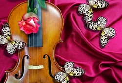 Violin, pink rose and colorful tropical butterflies on red silk background. Idea leuconoe. Rice paper butterfly. 