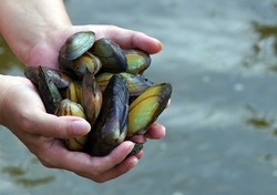 freshwater pearl mussels. river shells in hands.