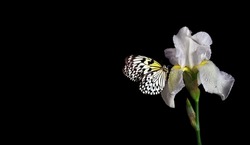 Colorful tropical butterfly on white iris flower isolated on black. Butterfly on flowers. Rice paper butterfly. Large tree nymph. White nymph butterfly.