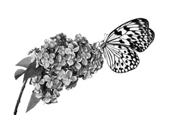 Colorful tropical butterfly on blossoming lilac branch isolated on white. Black and white. Butterfly on flowers. Rice paper butterfly. Large tree nymph. White nymph butterfly.