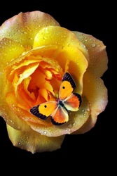colorful orange butterfly on a bright yellow rose in drops of dew isolated on black. yellow rose flower in drops of water. butterfly and flowers