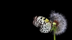 Colorful tropical butterfly on white fluffy dandelion flower isolated on black. Copy space. Butterfly on flowers. Rice paper butterfly. Large tree nymph. White nymph butterfly.