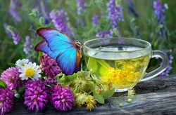 summer healing herbs and a cup of herbal tea. bright blue morpho butterfly on a cup of healing tea on a wooden table.