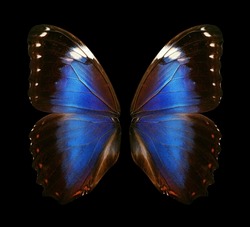 Wings of a butterfly Morpho. Morpho butterfly wings isolated on a black background