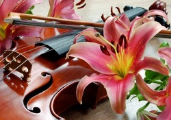 Music concept. Violin and colorful pink lilies