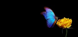 bright blue tropical morpho butterfly on a yellow rose in water drops isolated on black. copy space	