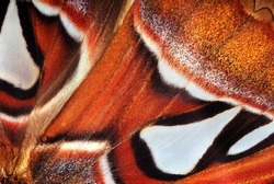 Attacus atlas. Atlas moth. Wings of colorful tropical Atlas butterfly close up. Butterfly wings texture background	