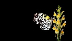dragon flowers. bright tropical butterfly on yellow flower in water drops isolated on black. dragon flowers and rise paper butterfly. large tree nymph. white nymph butterfly.