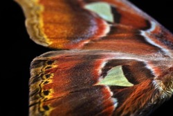 Attacus atlas. Atlas moth. Wings of colorful tropical Atlas butterfly on black. close up. selective focus