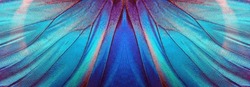 blue color in nature. wings of a blue tropical morpho butterfly. abstract pattern from morpho wings. butterfly wings texture background.                               