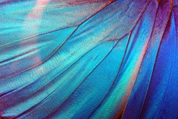 Detail of morpho butterfly wing