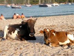 The beach of Rondinara in Corsica is famous for having as guests beautiful cows enjoying the sun and the beach                               