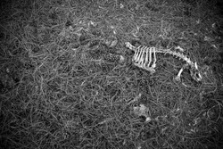 animal bones found hiking 