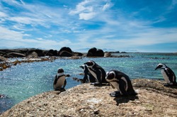 Penguins on vacation at Boulders Beach, Cape Town
