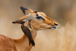 Impala female standing on the savanna with red billed oxpecker on her head  in Kruger National Park in South Africa