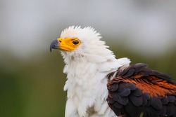Portrait of an African Fish Eagle sitting next to a pond in a game reserve in South Africa
