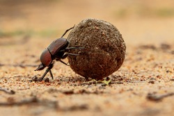 Dung beetle on his dung ball to impress the ladies in a game reserve,  part of the greater Kruger region in South Africa