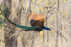 Indian peafowl (Pavo cristatus), also known as the common peafowl, flying in the jungle in Kanha National Park in India