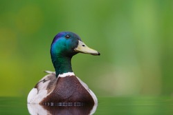 Mallard or wild duck (Anas platyrhynchos) male swimming in a pond in the Netherland with a green background