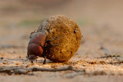 Dung beetle with his dung ball to impress the ladies in a Game Reserve, part of the greater Kruger region in South Africa