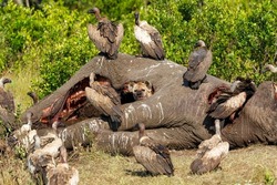 spotted hyena and vultures eating from the carcass of an old male elephant in the Masai Mara National Reserve in Kenya