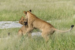African lion (Panthera leo) fighting and playing. Sub adult lionesses playing in the morning in the Okavango Delta in Botswana.              