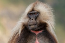 Portrait of a male galada baboon, sometimes called the bleeding-heart monkey or red heart baboon  in the Simien Mountains National Park in Ethiopia