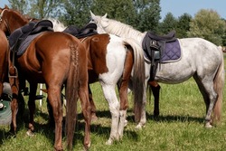 Horseback. Rear View of Three horses. Bottoms of horses with special colors