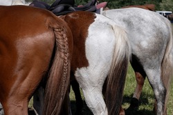 Horseback. Rear View of Three horses. Bottoms of horses with special colors