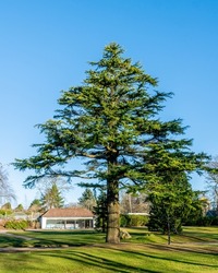 Atlas Cedar tree in park.