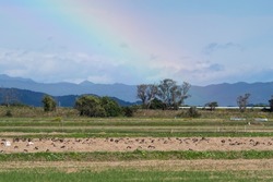 Flock of white-fronted geese with rainbow