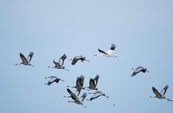 Siberian white crane flying with white-naped cranes
