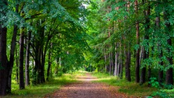 Walkway stretching deep into the woods between trees in summer