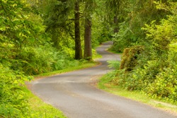 A curvey, narrow road winds through the forest on Long Beach pennisula, in southern washington state.