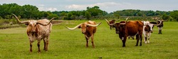 Texas longhorn cattle on a ranch near Woodward Oklahoma