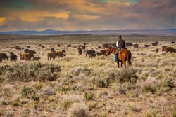 A cowboy riding through a sage brush and  desert grass pasture, moving a herd of cattle from one pasture to another.