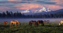 Sunrise with horses on a foggy Black Butte Ranch meadow with the Three Sisters mountains in the background near Sisters Oregon