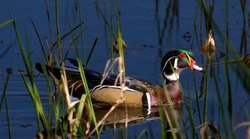 A wood duck or Carolina duck.  It is a species of perching duck found in North America and is one of the most colorful North American waterfowl
