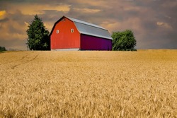 A red barn and a wheat field ready for harvest near Silverton, Oregon