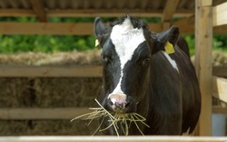 A black and white cow chewing hay behind the corral fence