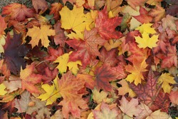 Autumn leaves on the ground. Fall background concept. Maple, red, yellow foliage, September, October, November, Indian summer
