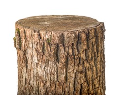 Old stump isolated on a white background